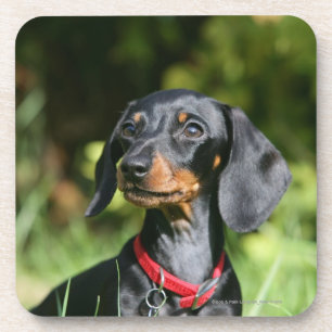 Smooth-haired Miniature Dachshund 3 Coaster