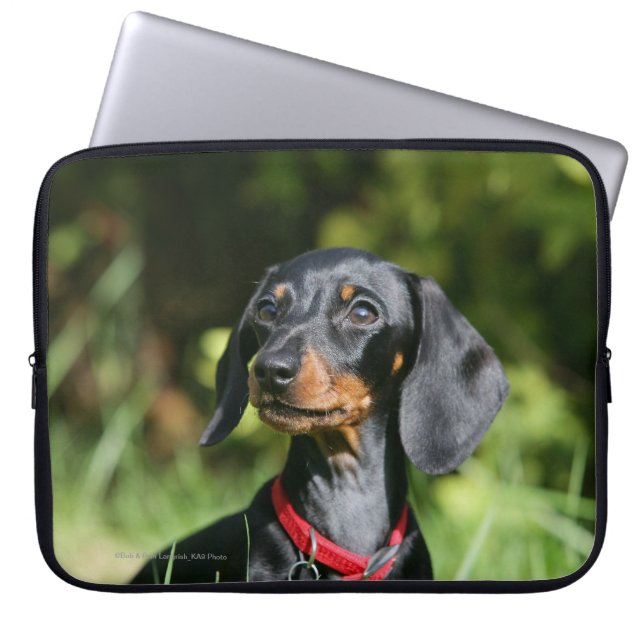 Smooth-haired Miniature Dachshund 3 Laptop Sleeve (Front)