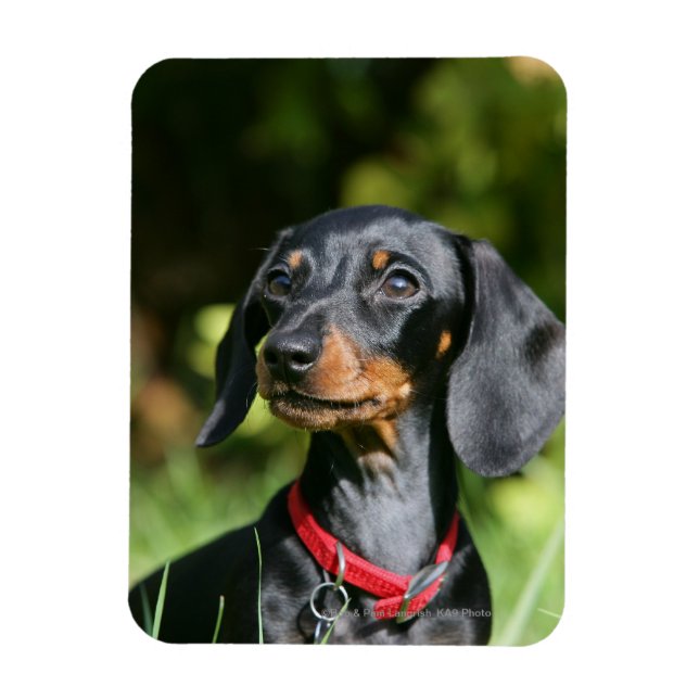 Smooth-haired Miniature Dachshund 3 Magnet (Vertical)