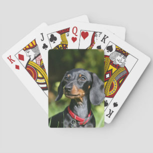 Smooth-haired Miniature Dachshund 3 Playing Cards