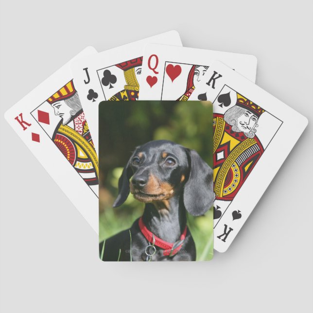 Smooth-haired Miniature Dachshund 3 Playing Cards (Back)
