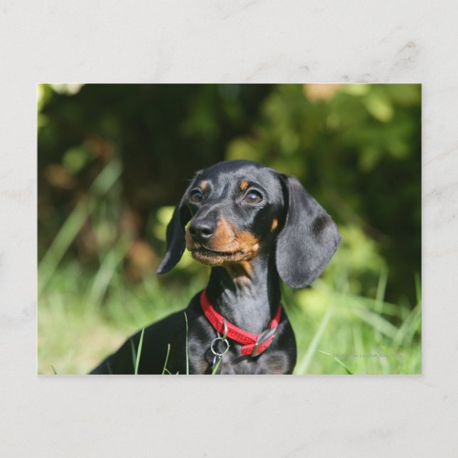 Smooth-haired Miniature Dachshund 3 Postcard (Front)