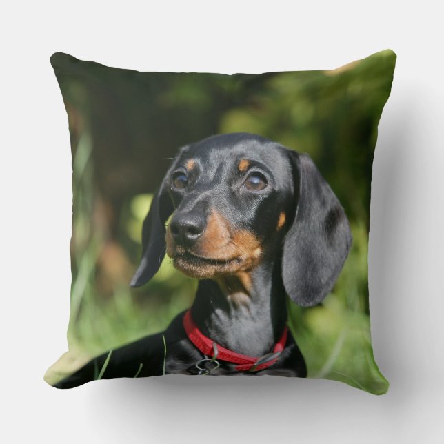 Smooth-haired Miniature Dachshund 3 Throw Pillow (Front)
