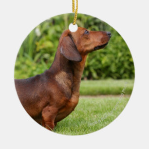 Smooth-haired Miniature Dachshund Ceramic Ornament