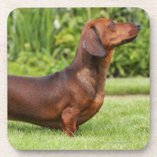 Smooth-haired Miniature Dachshund Coaster