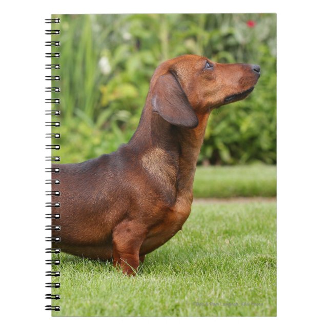 Smooth-haired Miniature Dachshund Notebook (Front)