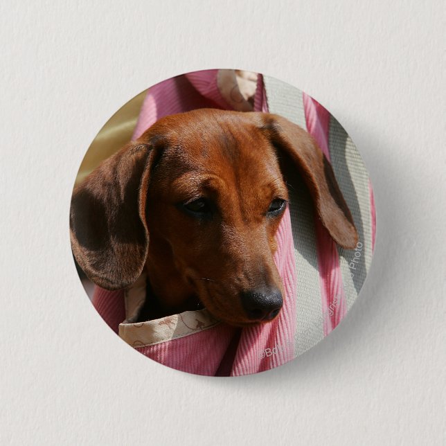 Smooth-haired Miniature Dachshund Puppy 2 Inch Round Button (Front)