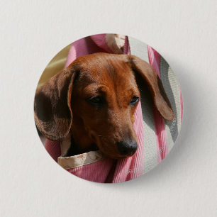 Smooth-haired Miniature Dachshund Puppy 2 Inch Round Button