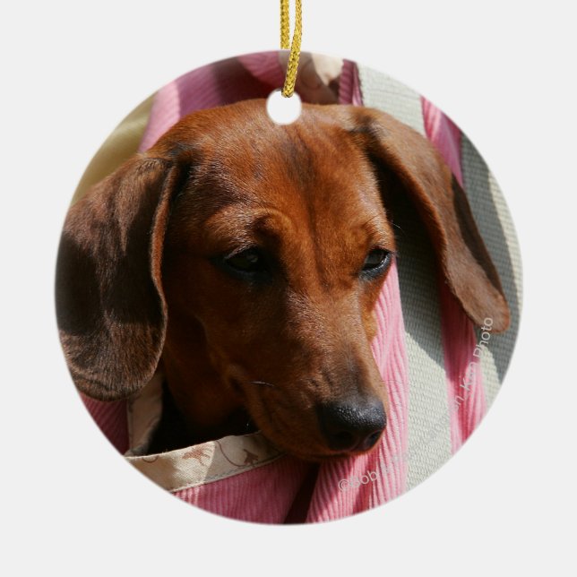 Smooth-haired Miniature Dachshund Puppy Ceramic Ornament (Front)