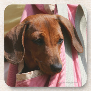 Smooth-haired Miniature Dachshund Puppy Coaster