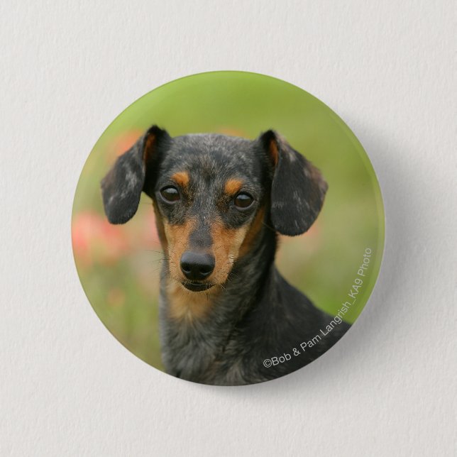 Smooth-haired Miniature Dachshund Puppy Looking at 2 Inch Round Button (Front)