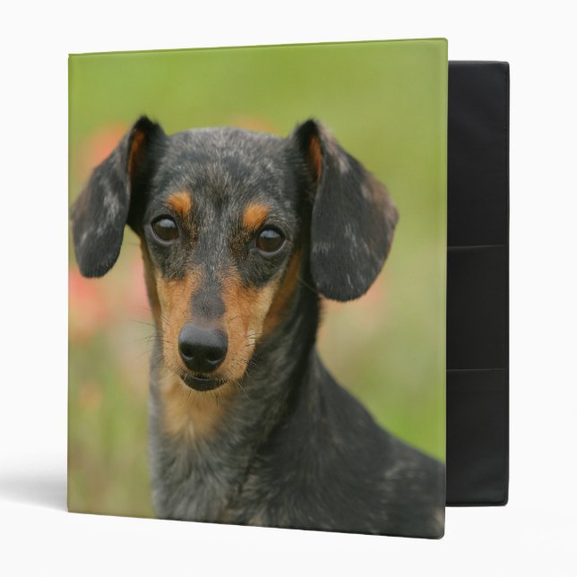 Smooth-haired Miniature Dachshund Puppy Looking at Binder (Front/Inside)