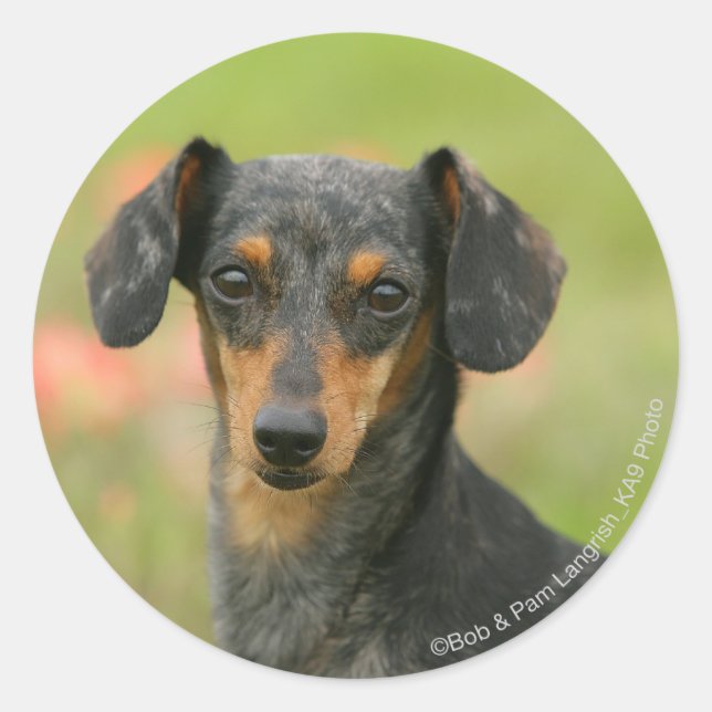 Smooth-haired Miniature Dachshund Puppy Looking at Classic Round Sticker (Front)