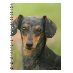 Smooth-haired Miniature Dachshund Puppy Looking at Notebook