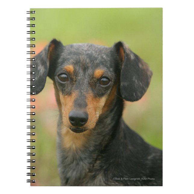 Smooth-haired Miniature Dachshund Puppy Looking at Notebook (Front)