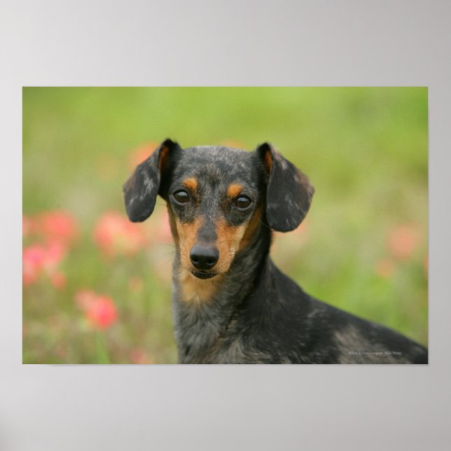 Smooth-haired Miniature Dachshund Puppy Looking at Poster (Front)