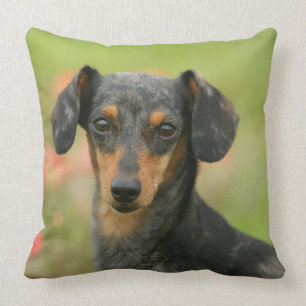 Smooth-haired Miniature Dachshund Puppy Looking at Throw Pillow