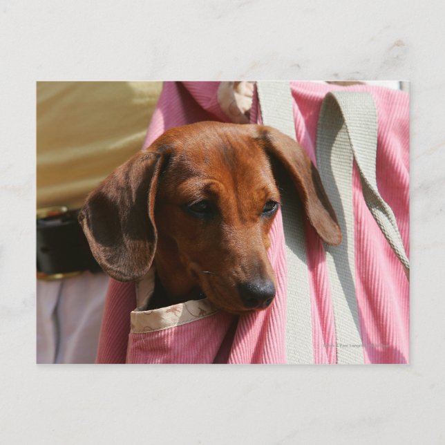 Smooth-haired Miniature Dachshund Puppy Postcard (Front)