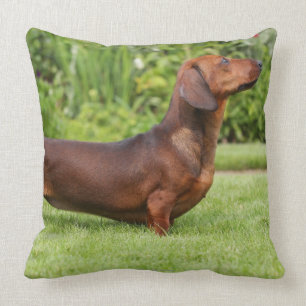 Smooth-haired Miniature Dachshund Throw Pillow