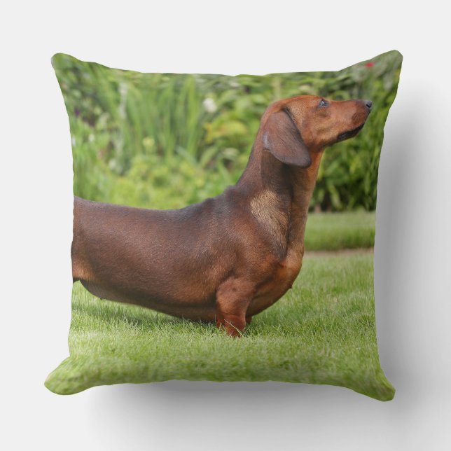 Smooth-haired Miniature Dachshund Throw Pillow (Front)