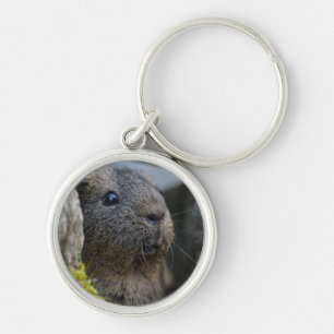 Smooth, Shorthair, Lemon Agouti Guinea Pig in Rock Keychain