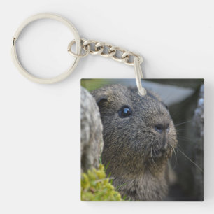 Smooth, Shorthair, Lemon Agouti Guinea Pig in Rock Keychain