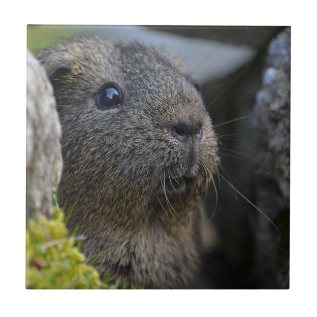 Smooth, Shorthair, Lemon Agouti Guinea Pig in Rock Tile (Front)
