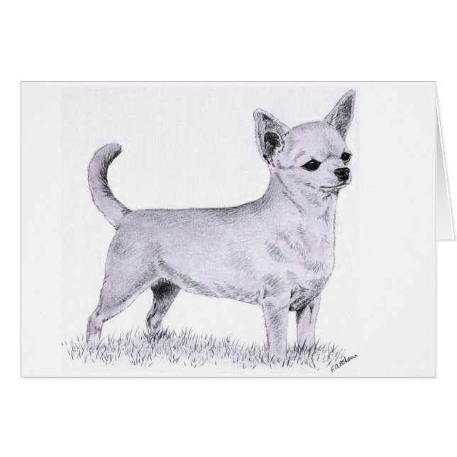 Smoothcoat chihuahua - standing (Front Horizontal)