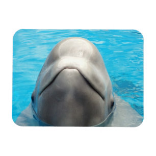 Smug Beluga Whale Flexible Magnet