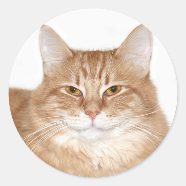 Smug smiling cat classic round sticker (Front)