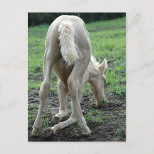 Snacking Colt Postcard