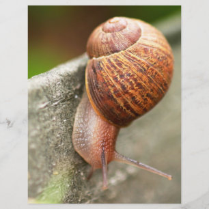 snail