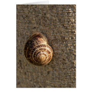 Snail
