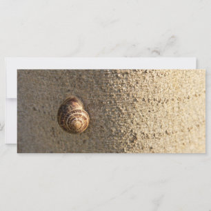 Snail