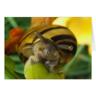 Snail 186 ~ card