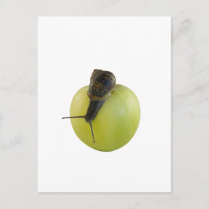 Snail and apple postcard