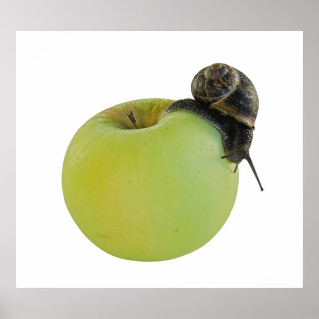 Snail and apple poster (Front)