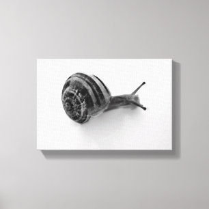 snail canvas print