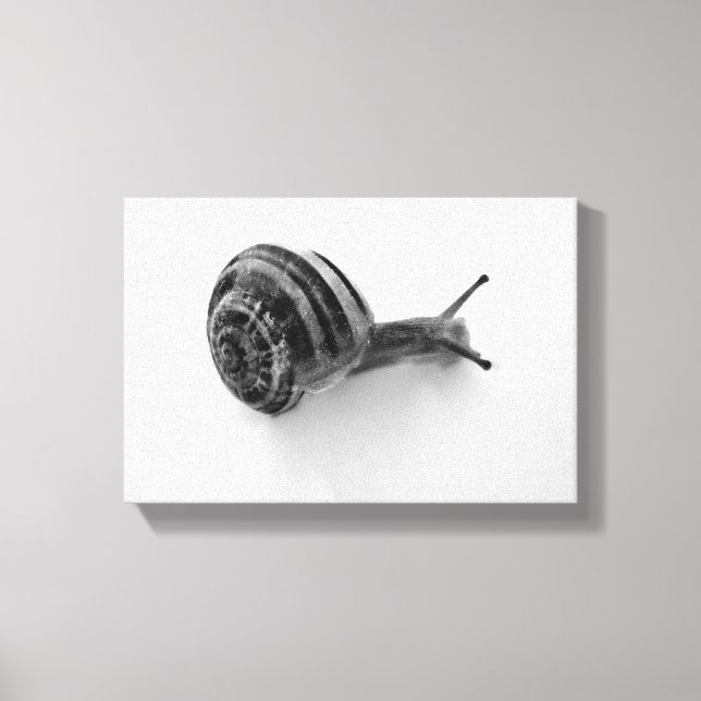 snail canvas print (Front)
