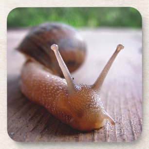 Snail Coaster
