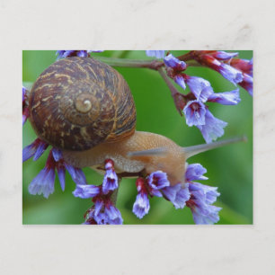 SNAIL FLOWER POSTCARD