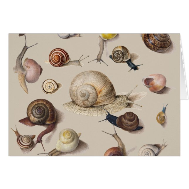 Snail Garden Pet Gastropod Slug Botanical Snails (Front Horizontal)