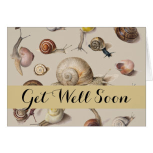 Snail Garden Pet Gastropod Slug Botanical Snails