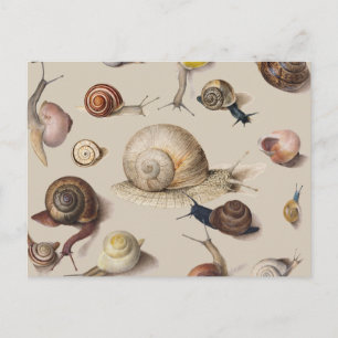 Snail Garden Pet Gastropod Slug Botanical Snails Postcard