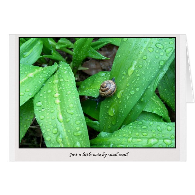 snail-mail (Front Horizontal)