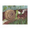 Snail Mail