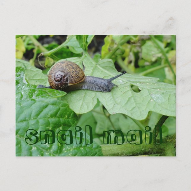 Snail Mail Postcard (Front)