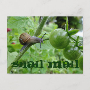 Snail Mail Postcard