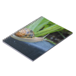 snail notebook