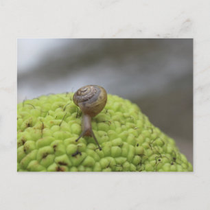 Snail on a Hedgeapple #7 Postcard
